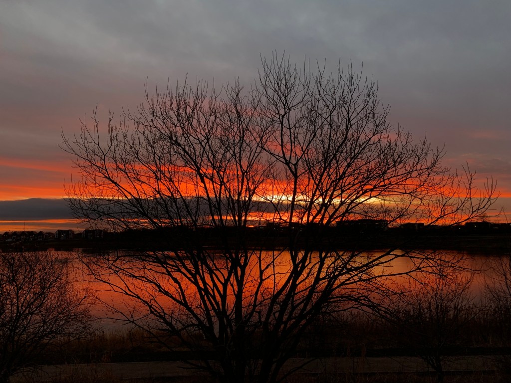 A leafless tree silhouetted against an orange sunset.
